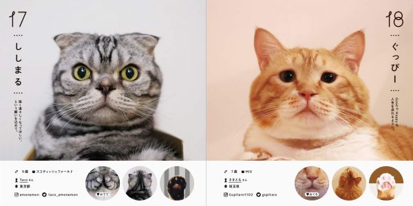 Cat directory100 popular in Japan Japanese Photography