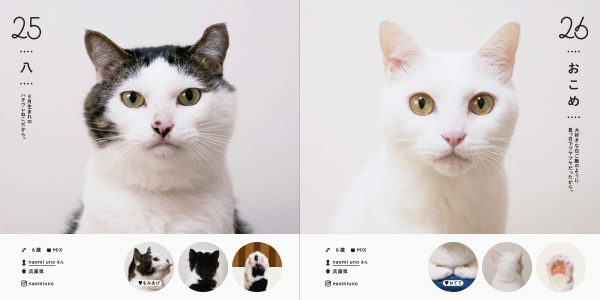Cat directory100 popular in Japan Japanese Photography