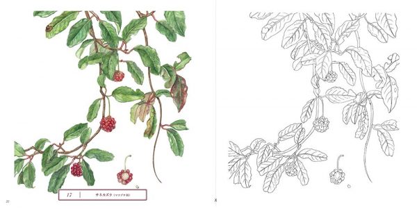 Sketch coloring book-Beautiful Botanical Art-The Garden of the Four Seasons- Japanese coloring book