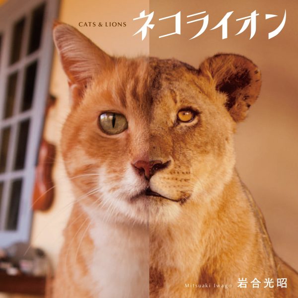 Cat and Lion by Mitsuaki Iwago - Japanese photography book