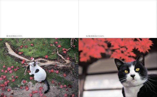 Cats living in Kyoto by Mitsuaki Iwago - Japanese photography book