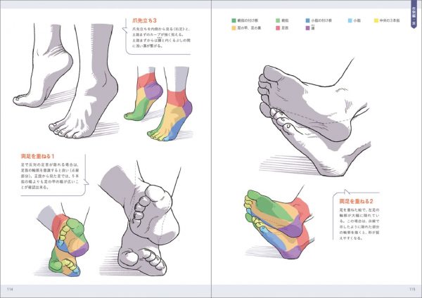 art anatomy of hand + foot