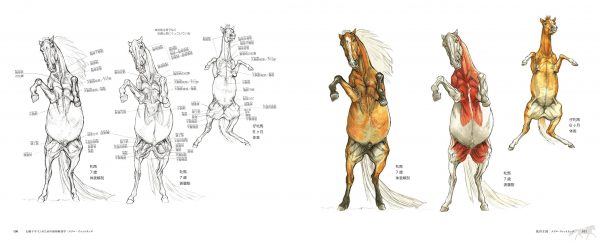 Animal Anatomy for Mythical Beast Design