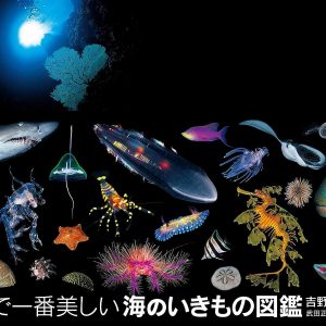 The World's Most Beautiful Sea Creature Picture Book